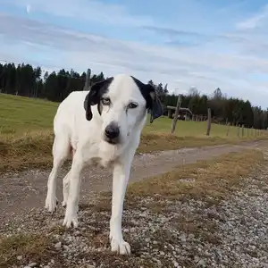 2022-01-02 - Hunderunde bei Holzkirchen