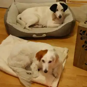 2015-11-12 - Occhi in Daisys Hundebett