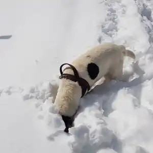 2021-04-10 - Kampenwand