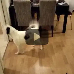 2016-09-17 - Occhi beim Schwanzln