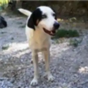 2011-01-01 - Occhis Profilbild bei der Hundevermittlung