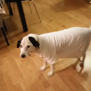 2016-03-14 - Alternative zur Halskrause nach der OP