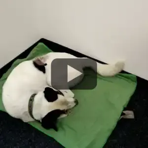 2016-09-20 - Occhi träumt